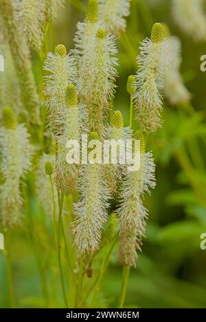 Sanguisorba canadensis, il burnet bianco o burnet canadese, è una specie di pianta da fiore della famiglia delle Rosaceae, originaria del Nord America. Foto Stock