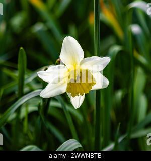 Un fiore giallo di Narcissus jonquil con in un prato Foto Stock