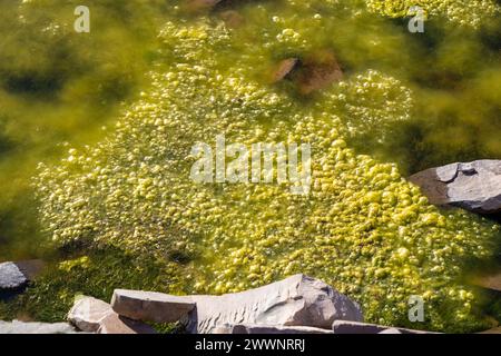 Alghe filamentose che gorgogliano sulla superficie dell'acqua. È anche conosciuta come scum di stagno. Ciò si verifica in acque poco profonde e calde. Foto Stock