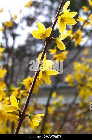 Ramo di Forsythia con fiori gialli Foto Stock