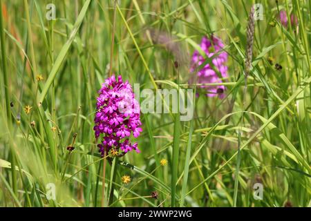 Orchidea piramidale selvatica (Anacamptis pyramidalis) originaria dell'Eurasia sudoccidentale tra erba verde (Kaiserstuhl, Germania) Foto Stock