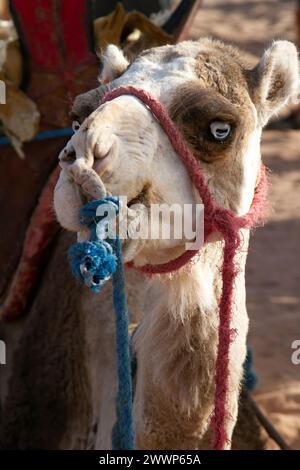 Festival International des nomades M'hamid El Ghizlane, Marocco Foto Stock