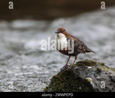 Un primo piano di un Dipper arroccato su una roccia in un fiume Foto Stock