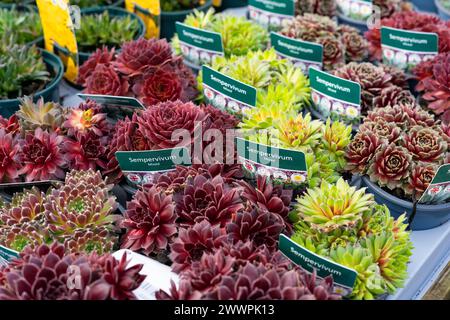 Immagine macro delle succulente Sempervivum, note anche come houseleeks, in un'esposizione al centro del giardino con le etichette delle piante Foto Stock