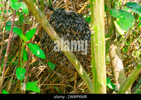 Sciame di api da miele radunato sul nido d'ape al ramo di un albero. Foto Stock
