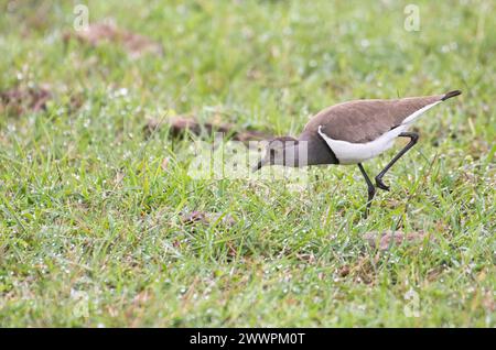 Senegal lapwing (Vanellus lugubris), noto anche come Senegal plover, che si alimenta su prati umidi Foto Stock