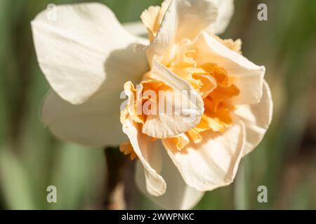 I narcisi Peach Prince fioriscono all'Atlanta Botanical Garden a Midtown Atlanta, Georgia. (USA) Foto Stock