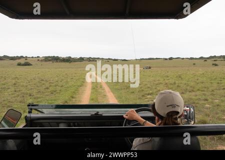 Guarda da dietro il pilota di ranger del parco a bordo di un difensore di landrover durante il safari nella riserva faunistica di Amakhala Foto Stock