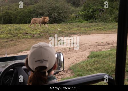 Guarda da dietro il pilota di ranger del parco a bordo di un difensore di landrover durante il safari nella riserva faunistica di Amakhala Foto Stock