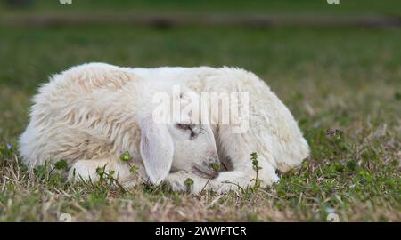 Agnello di pecora Katahdin bianco con sentori di dormiente bruno su un paddock di pascolamento a rotazione in una fattoria biologica vicino a Raeford, nella Carolina del Nord. Foto Stock