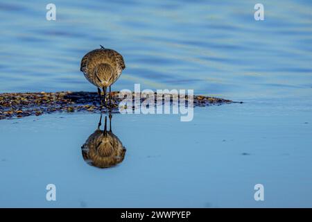 Un Sandpiper in piedi in acqua, che guarda il terreno con la testa rivolta verso il basso Foto Stock