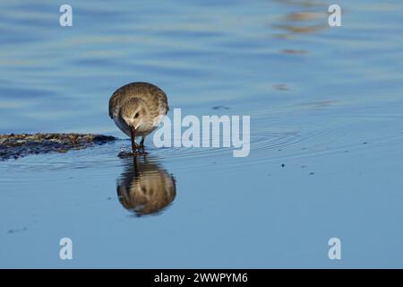 Un Sandpiper in piedi in acqua, che guarda il terreno con la testa rivolta verso il basso Foto Stock