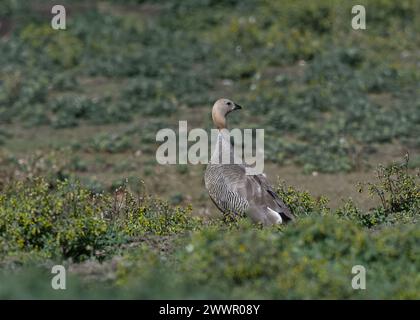 Goose Ruddy-headed (Chloephaga rubidiceps), Saunders Island, Falklands, gennaio 2024 Foto Stock