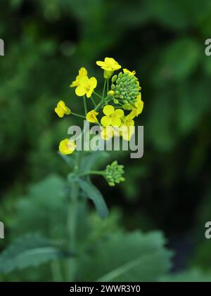 Brassica oleracea, cavolo selvatico in fiore. Oeiras Portogallo. Messa a fuoco superficiale selettiva per l'effetto. Foto Stock