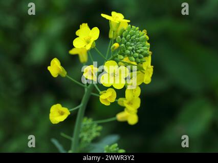 Brassica oleracea, cavolo selvatico in fiore. Oeiras Portogallo. Messa a fuoco superficiale selettiva per l'effetto. Foto Stock