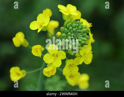 Brassica oleracea, cavolo selvatico in fiore. Oeiras Portogallo. Messa a fuoco superficiale selettiva per l'effetto. Foto Stock