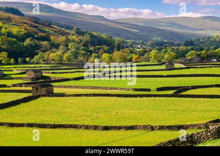 Campagna inglese illuminata dal sole con fienili e muri di pietra nel Parco Nazionale delle Dales dello Yorkshire. Gunnerside, Swaledale, North Yorkshire, Inghilterra, Regno Unito, Regno Unito Foto Stock