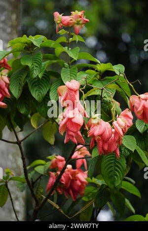 Mussaenda pubescens con uno sfondo naturale. Chiamato anche Nusa Indah, sangue di Ashanti, legno tropicale dogwood Foto Stock