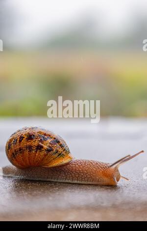 La lumaca scorre lungo una superficie ruvida. Primo piano. Gasteropodi con guscio nero marrone maculato esterno. Sfondo animale. Malacologia, zoologia, studio Foto Stock