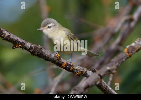 Un Warbling Vireo arroccato su un ramo senza foglie Foto Stock