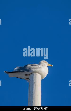 Gabbiano marino poggiato sulla sommità di un albero di legno. Sfondo blu del cielo Foto Stock