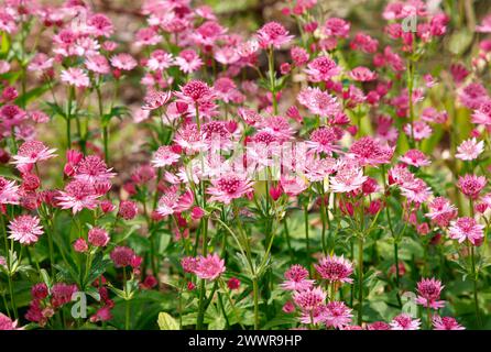 Primo piano dei fiori rosa della pianta erbacea perenne astrantia roma. Foto Stock