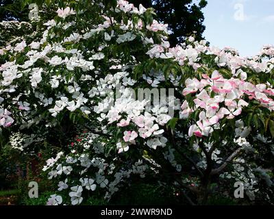 Primo piano dei grandi fiori bianchi crema dell'arbusto del giardino cornus kousa venere. Foto Stock