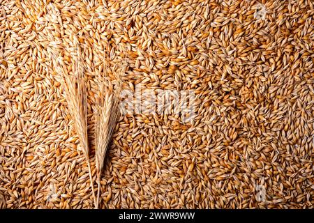 Grani d'orzo dorati con spikelet come sfondo, vista dall'alto. Grana d'orzo Foto Stock