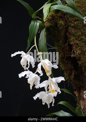 Snow Queen Orchid, Angel Orchid, Orchid of the North Woods o Alba Orchid, Coelogyne cristata, Arethuseae, Orchidaceae. Foto Stock