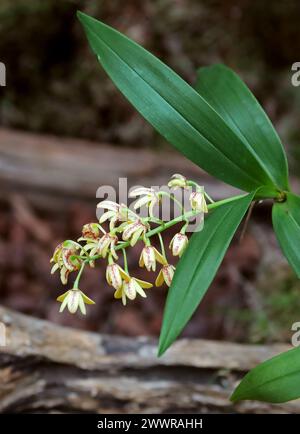 Orchidea di canne in blocco o orchidea di canne gialle, Dendrobium gracilicaule, Epidendroideae, Orchidaceae. Foto Stock