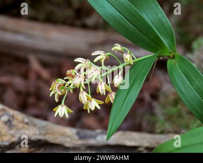 Orchidea di canne in blocco o orchidea di canne gialle, Dendrobium gracilicaule, Epidendroideae, Orchidaceae. Foto Stock