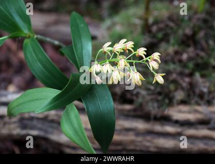 Orchidea di canne in blocco o orchidea di canne gialle, Dendrobium gracilicaule, Epidendroideae, Orchidaceae. Foto Stock