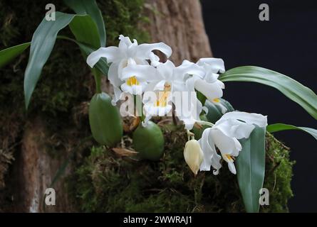 Snow Queen Orchid, Angel Orchid, Orchid of the North Woods o Alba Orchid, Coelogyne cristata, Arethuseae, Orchidaceae. Foto Stock