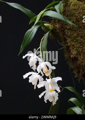 Snow Queen Orchid, Angel Orchid, Orchid of the North Woods o Alba Orchid, Coelogyne cristata, Arethuseae, Orchidaceae. Foto Stock