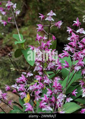 Orchidea, Dendrobium suffusum, Orchidaceae. Foto Stock