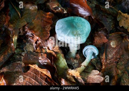 Clitocybe odora, fungo di anice verde blu o toadstool di anice Foto Stock