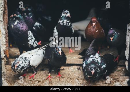 Waldviertler Kröpfer (Waldviertel Cropper Pigeon), Waldviertler Schecken, Schwarzschecken - una vecchia razza di piccione proveniente dal nord dell'Austria Foto Stock