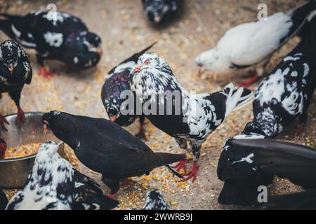 Waldviertler Kröpfer (Waldviertel Cropper Pigeon), Waldviertler Schecken, Schwarzschecken - una vecchia razza di piccione proveniente dal nord dell'Austria Foto Stock