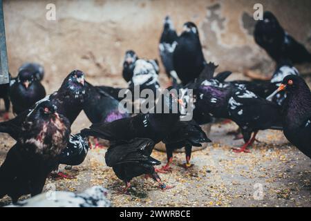Waldviertler Kröpfer (Waldviertel Cropper Pigeon), Waldviertler Schecken, Schwarzschecken - una vecchia razza di piccione proveniente dal nord dell'Austria Foto Stock