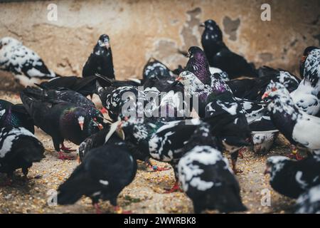 Waldviertler Kröpfer (Waldviertel Cropper Pigeon), Waldviertler Schecken, Schwarzschecken - una vecchia razza di piccione proveniente dal nord dell'Austria Foto Stock