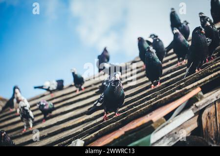 Waldviertler Kröpfer (Waldviertel Cropper Pigeon), Waldviertler Schecken, Schwarzschecken - una vecchia razza di piccione proveniente dal nord dell'Austria Foto Stock