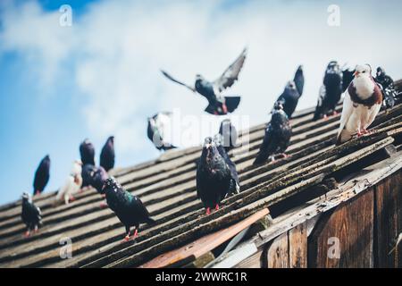 Waldviertler Kröpfer (Waldviertel Cropper Pigeon), Waldviertler Schecken, Schwarzschecken - una vecchia razza di piccione proveniente dal nord dell'Austria Foto Stock