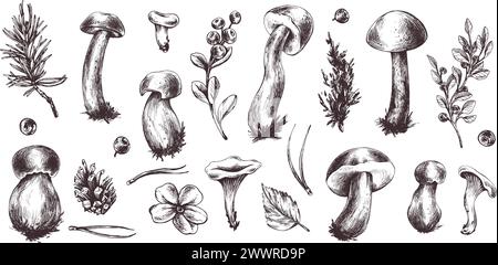 Un insieme di funghi forestali, boletus, mirtilli e mirtilli, lingonberries, ramoscelli, coni, foglie. Illustrazione botanica grafica disegnata a mano Illustrazione Vettoriale