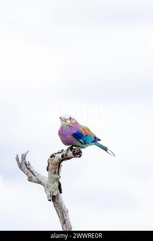 Rullo europeo colorato uccello su ramo asciutto, sfondo cielo. Sudafrica, safari nel Kruger National Park. piccolo uccello di colore blu rosa arancione. Fauna selvatica e Foto Stock