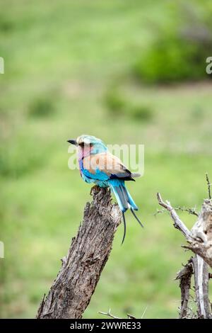 Rullo europeo colorato uccello su ramo asciutto, sfondo verde. Sudafrica, safari nel Kruger National Park. piccolo uccello di colore blu rosa arancione. Fauna selvatica Foto Stock