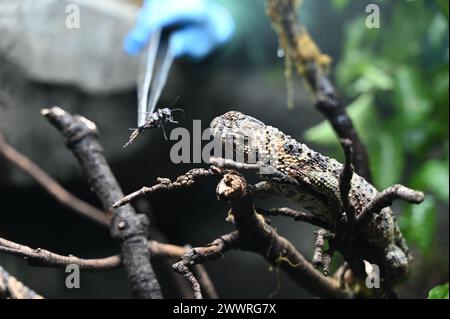 La vita segreta di rettili e anfibi è il fulcro degli sforzi di conservazione globale dello Zoo di Londra per anfibi e rettili che si aprono al pubblico venerdì 29 marzo offrendo ai visitatori la possibilità di vedere le creature più misteriose dei pianeti, tra cui una delle rane più grandi del mondo, gechi colorati con gioielli, e le tartarughe con teste così grandi che non possono inserirle nelle conchiglie ... Foto Stock