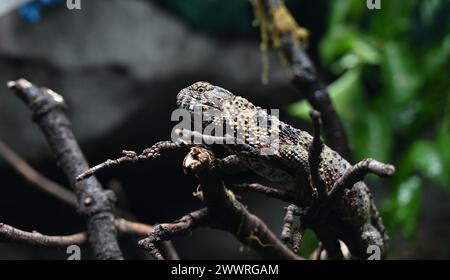 La vita segreta di rettili e anfibi è il fulcro degli sforzi di conservazione globale dello Zoo di Londra per anfibi e rettili che si aprono al pubblico venerdì 29 marzo offrendo ai visitatori la possibilità di vedere le creature più misteriose dei pianeti, tra cui una delle rane più grandi del mondo, gechi colorati con gioielli, e le tartarughe con teste così grandi che non possono inserirle nelle conchiglie ... Foto Stock