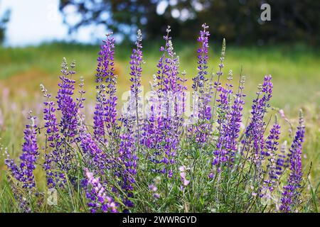 I lupini selvatici crescono nell'altopiano di Santa Rosa, nella California meridionale Foto Stock