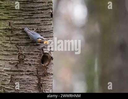 La nuthatch (Sitta europaea) è una specie di piccolo uccello sedentario della famiglia Foto Stock