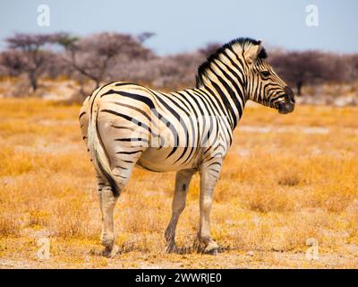 Zebra visto su safari game drive Foto Stock